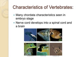 Characteristics of Vertebrates:Many chordata characteristics seen in embryo stageNerve cord develops into a spinal cord and a brain