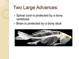 Two Large Advances:Spinal cord is protected by a bony vertebraeBrain is protected by a bony skull