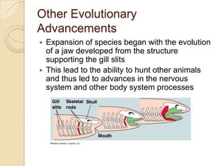 Other Evolutionary AdvancementsExpansion of species began with the evolution of a jaw developed from the structure supporting the gill slitsThis lead to the ability to hunt other animals and thus led to advances in the nervous system and other body system processes