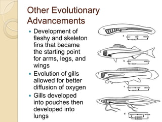 Other Evolutionary AdvancementsDevelopment of fleshy and skeleton fins that became the starting point for arms, legs, and wingsEvolution of gills allowed for better diffusion of oxygenGills developed into pouches then developed into lungs
