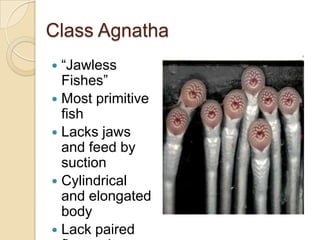 Class Agnatha“Jawless Fishes”Most primitive fishLacks jaws and feed by suctionCylindrical and elongated bodyLack paired fins and scales