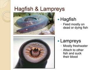 Hagfish & LampreysHagfish Feed mostly on dead or dying fishLampreysMostly freshwaterAttach to other fish and suck their blood