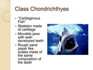 Class Chondrichthyes“Cartilaginous Fish”Skeleton made of cartilageMovable jaws with well-developed teethRough sand paper like scales made of the same composition of the teeth