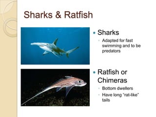 Sharks & RatfishSharksAdapted for fast swimming and to be predatorsRatfish or ChimerasBottom dwellers Have long “rat-like” tails