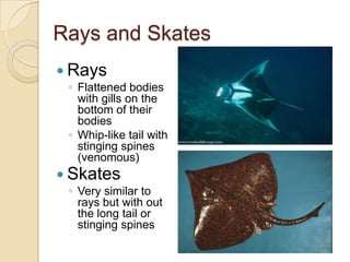 Rays and SkatesRaysFlattened bodies with gills on the bottom of their bodiesWhip-like tail with stinging spines (venomous)SkatesVery similar to rays but with out the long tail or stinging spines