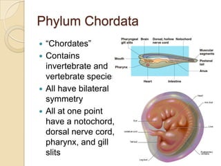 Phylum Chordata“Chordates”Contains invertebrate and vertebrate speciesAll have bilateral symmetryAll at one point have a notochord, dorsal nerve cord, pharynx, and gill slits