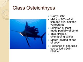 Class Osteichthyes“Bony Fish”Make of 98% of all fish and over half the vertebratesSkeleton at least made partially of boneThin, flexible, overlapping scalesMouth located at end of bodyPresence of gas-filled sac called a swim bladder
