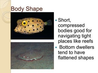 Body ShapeShort, compressed bodies good for navigating tight places like reefs Bottom dwellers tend to have flattened shapes