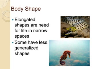 Body ShapeElongated shapes are need for life in narrow spacesSome have less generalized shapes