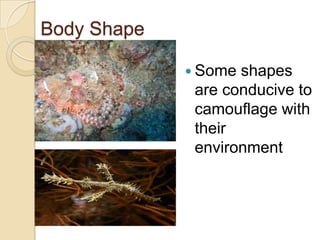 Body ShapeSome shapes are conducive to camouflage with their environment