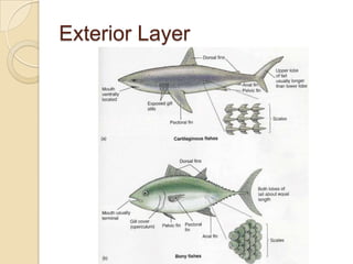Exterior Layer