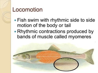 LocomotionFish swim with rhythmic side to side motion of the body or tailRhythmic contractions produced by bands of muscle called myomeres