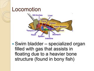 LocomotionSwim bladder – specialized organ filled with gas that assists in floating due to a heavier bone structure (found in bony fish)