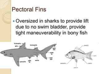 Pectoral FinsOversized in sharks to provide lift due to no swim bladder, provide tight maneuverability in bony fish
