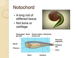 NotochordA long rod of stiffened tissueNot bone or cartilage