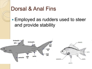 Dorsal & Anal FinsEmployed as rudders used to steer and provide stability