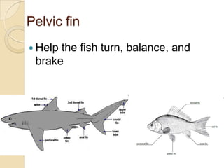 Pelvic finHelp the fish turn, balance, and brake