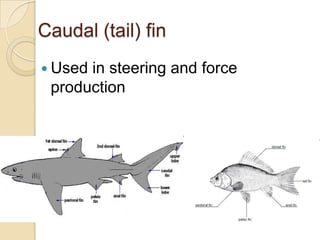 Caudal (tail) finUsed in steering and force production