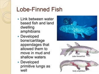 Lobe-Finned FishLink between water based fish and land dwelling amphibiansDeveloped bone/cartilage appendages that allowed them to move in mud and shallow watersDeveloped primitive lungs as well