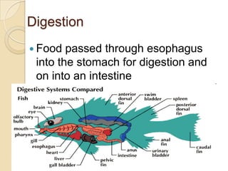 DigestionFood passed through esophagus into the stomach for digestion and on into an intestine