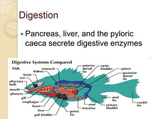 DigestionPancreas, liver, and the pyloric caeca secrete digestive enzymes