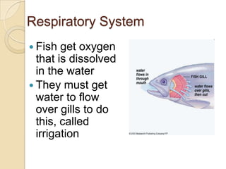 Respiratory SystemFish get oxygen that is dissolved in the waterThey must get water to flow over gills to do this, called irrigation