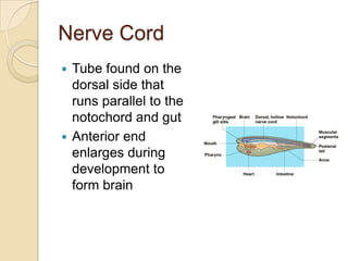 Nerve CordTube found on the dorsal side that runs parallel to the notochord and gutAnterior end enlarges during development to form brain