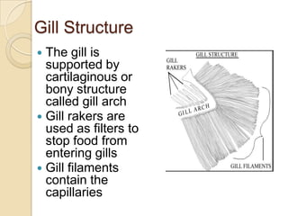 Gill StructureThe gill is supported by cartilaginous or bony structure called gill archGill rakers are used as filters to stop food from entering gillsGill filaments contain the capillaries