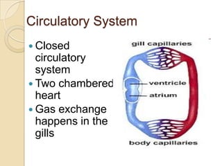 Circulatory SystemClosed circulatory systemTwo chambered heartGas exchange happens in the gills
