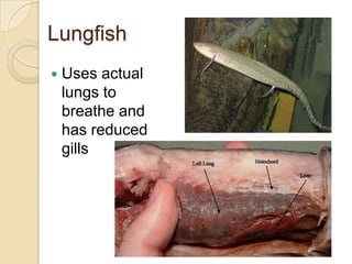 LungfishUses actual lungs to breathe and has reduced gills