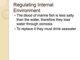 Regulating Internal EnvironmentThe blood of marine fish is less salty than the water, therefore they lose water through osmosisTo replace it they must drink seawater