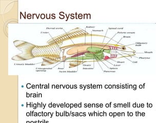 Nervous SystemCentral nervous system consisting of brain Highly developed sense of smell due to olfactory bulb/sacs which open to the nostrils