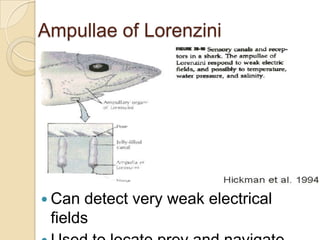 Ampullae of LorenziniCan detect very weak electrical fieldsUsed to locate prey and navigate