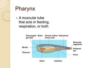 PharynxA muscular tube that acts in feeding, respiration, or both
