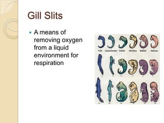 Gill SlitsA means of removing oxygen from a liquid environment for respiration