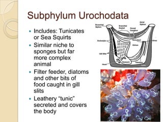 Subphylum UrochodataIncludes: Tunicates or Sea SquirtsSimilar niche to sponges but far more complex animalFilter feeder, diatoms and other bits of food caught in gill slitsLeathery “tunic” secreted and covers the body