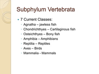 Subphylum Vertebrata7 Current Classes:Agnatha – jawless fishChondrichthyes – Cartilaginous fishOsteichthyes – Bony fishAmphibia – AmphibiansReptilia – ReptilesAves – BirdsMammalia - Mammals