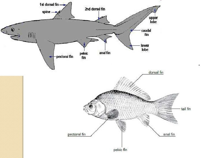 15. Phylum Chordata Notes