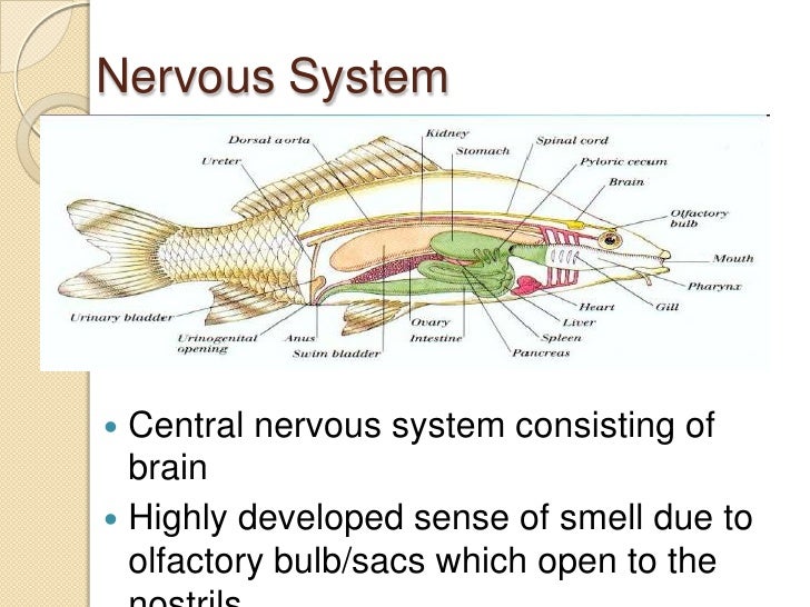 15. Phylum Chordata Notes