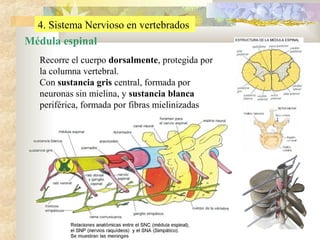 4. Sistema Nervioso en vertebrados

Médula espinal
Recorre el cuerpo dorsalmente, protegida por
la columna vertebral.
Con sustancia gris central, formada por
neuronas sin mielina, y sustancia blanca
periférica, formada por fibras mielinizadas

 