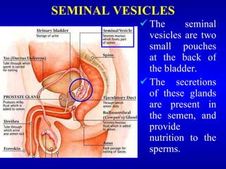 SEMINAL VESICLES <ul><li>The seminal vesicles are two small pouches at the back of the bladder. </li></ul><ul><li>The secr...