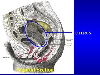 Sagittal Section UTERUS 