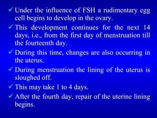 <ul><li>Under the influence of FSH a rudimentary egg cell begins to develop in the ovary. </li></ul><ul><li>This developme...