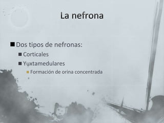 Dos tipos de nefronas:
 Corticales
 Yuxtamedulares
 Formación de orina concentrada
 