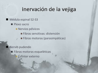  Médula espinal S2-S3
 Plexo sacro
 Nervios pélvicos
 Fibras sensitivas: distensión
 Fibras motoras (parasimpáticas)
 Nervio pudendo
 Fibras motoras esquelèticas
 Esfínter externo
 