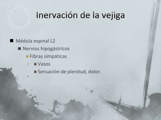  Médula espinal L2
 Nervios hipogástricos
 Fibras simpáticas
 Vasos
 Sensación de plenitud, dolor.
 
