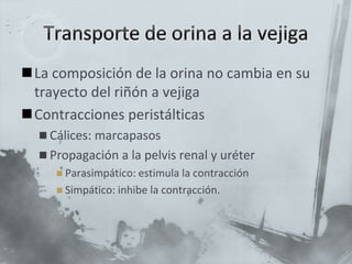 La composición de la orina no cambia en su
trayecto del riñón a vejiga
Contracciones peristálticas
 Cálices: marcapasos
 Propagación a la pelvis renal y uréter
 Parasimpático: estimula la contracción
 Simpático: inhibe la contracción.
 