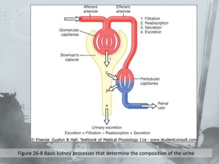 Figure 26-8 Basic kidney processes that determine the composition of the urine
 