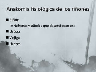 Riñón
 Nefronas y túbulos que desembocan en:
Uréter
Vejiga
Uretra
 