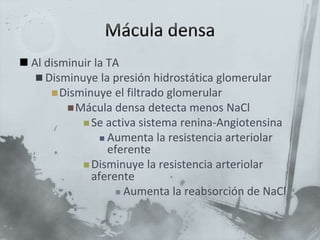  Al disminuir la TA
 Disminuye la presión hidrostática glomerular
Disminuye el filtrado glomerular
Mácula densa detecta menos NaCl
 Se activa sistema renina-Angiotensina
 Aumenta la resistencia arteriolar
eferente
 Disminuye la resistencia arteriolar
aferente
 Aumenta la reabsorción de NaCl
 